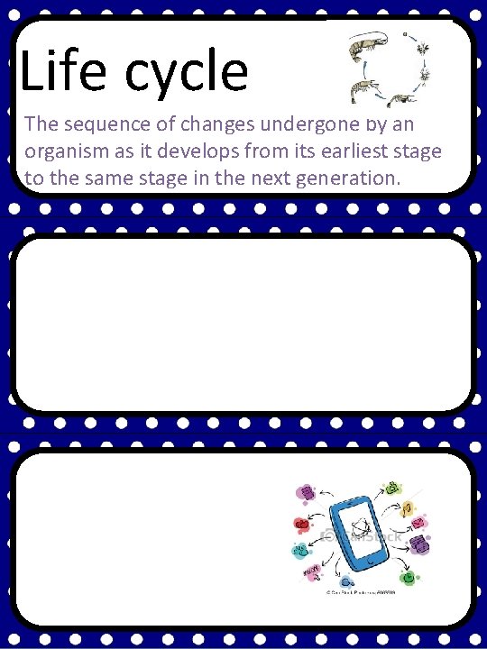 Life cycle The sequence of changes undergone by an organism as it develops from