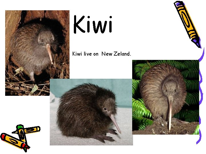 Kiwi live on New Zeland. 