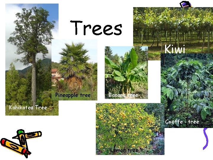 Trees Pineapple tree Kiwi Banana tree Kahikatea Tree Cooffe - tree Lemon tree 