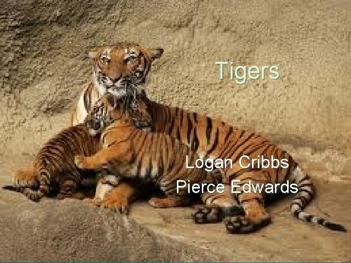 Tigers Logan Cribbs Pierce Edwards 
