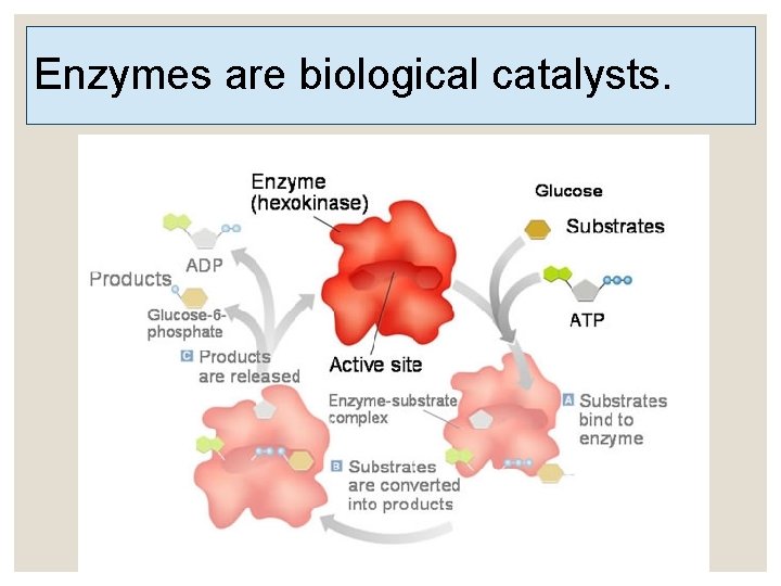 Enzymes are biological catalysts. 