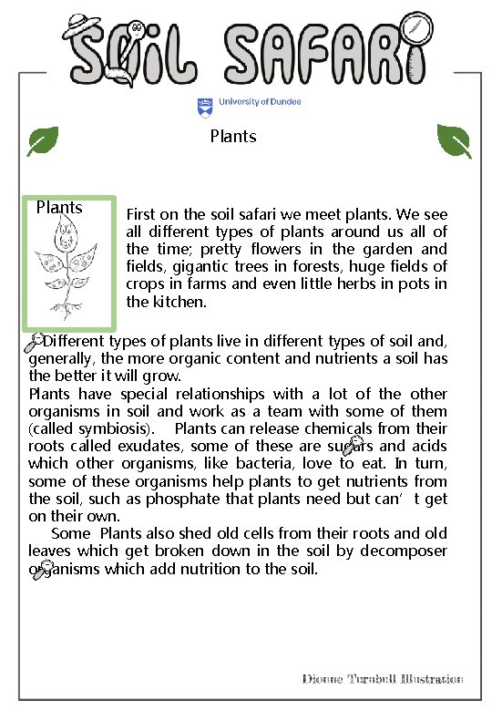 Plants First on the soil safari we meet plants. We see all different types