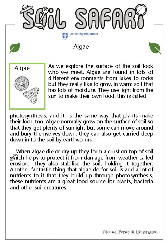 Algae As we explore the surface of the soil look who we meet. Algae