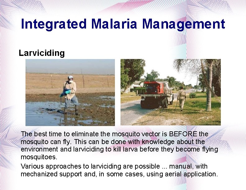 Integrated Malaria Management Larviciding The best time to eliminate the mosquito vector is BEFORE