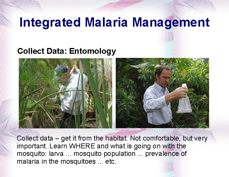 Integrated Malaria Management Collect Data: Entomology Collect data – get it from the habitat.