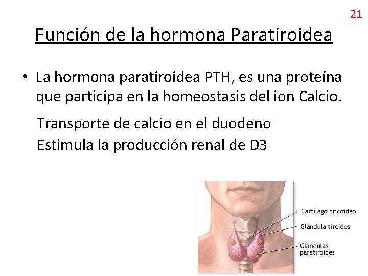 21 Función de la hormona Paratiroidea • La hormona paratiroidea PTH, es una proteína