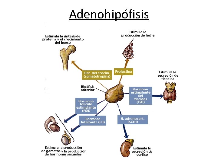 Adenohipófisis 