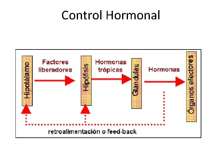 Control Hormonal 