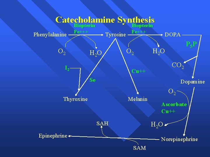 Catecholamine Synthesis Biopterin Phenylalanine Fe+++ O 2 Tyrosine H 2 O I 2 Fe+++