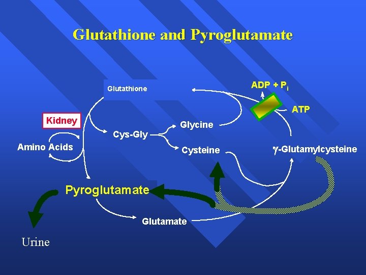 Glutathione and Pyroglutamate Glutathione ADP + Pi ATP Kidney Cys-Gly Amino Acids Glycine Cysteine