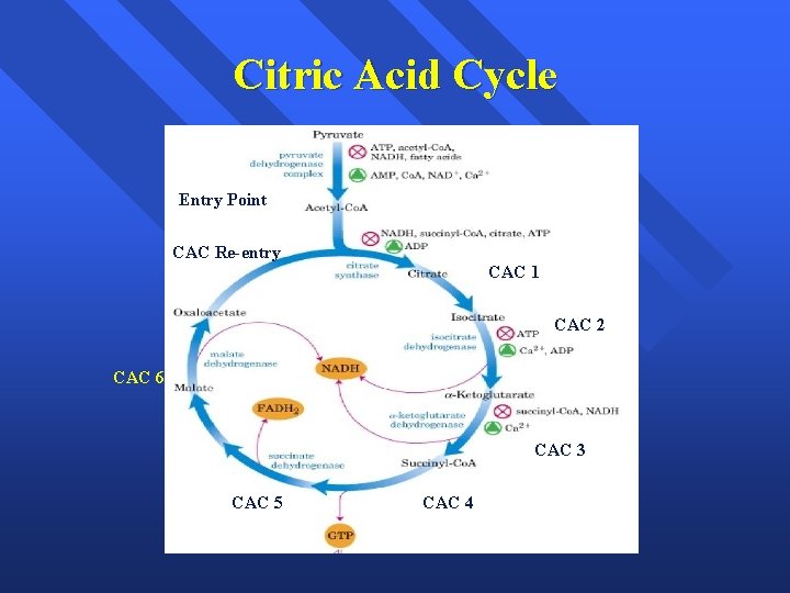 Citric Acid Cycle Entry Point CAC Re-entry CAC 1 CAC 2 CAC 6 CAC