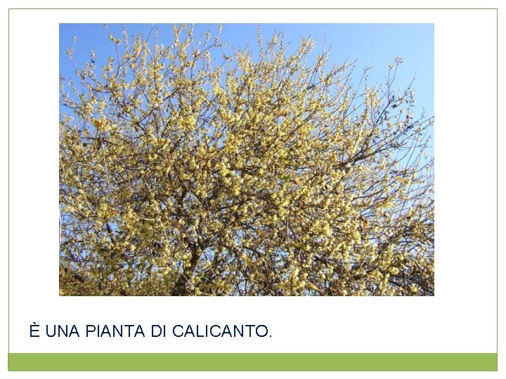 È UNA PIANTA DI CALICANTO. 