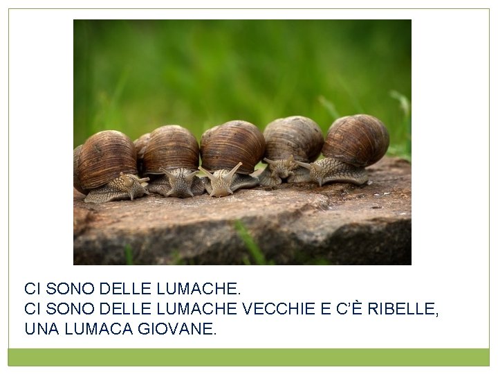 CI SONO DELLE LUMACHE VECCHIE E C’È RIBELLE, UNA LUMACA GIOVANE. 