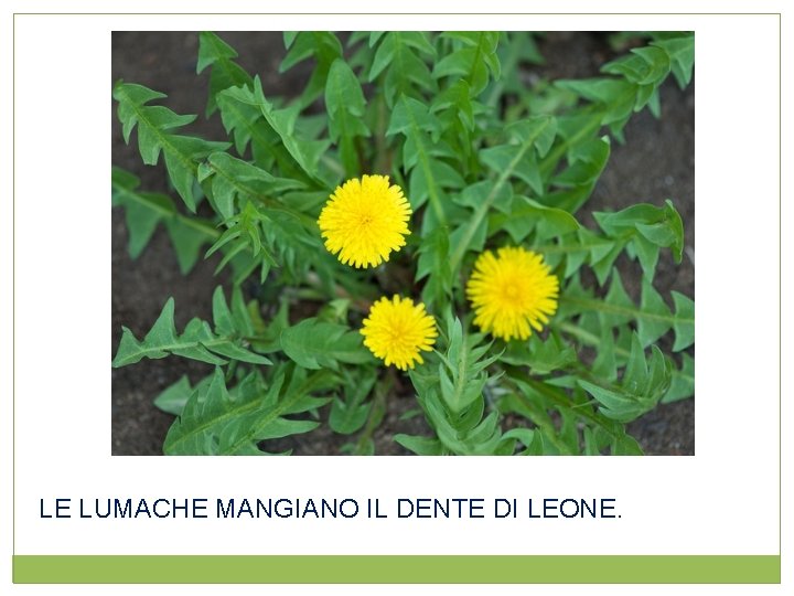 LE LUMACHE MANGIANO IL DENTE DI LEONE. 