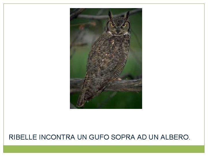 RIBELLE INCONTRA UN GUFO SOPRA AD UN ALBERO. 