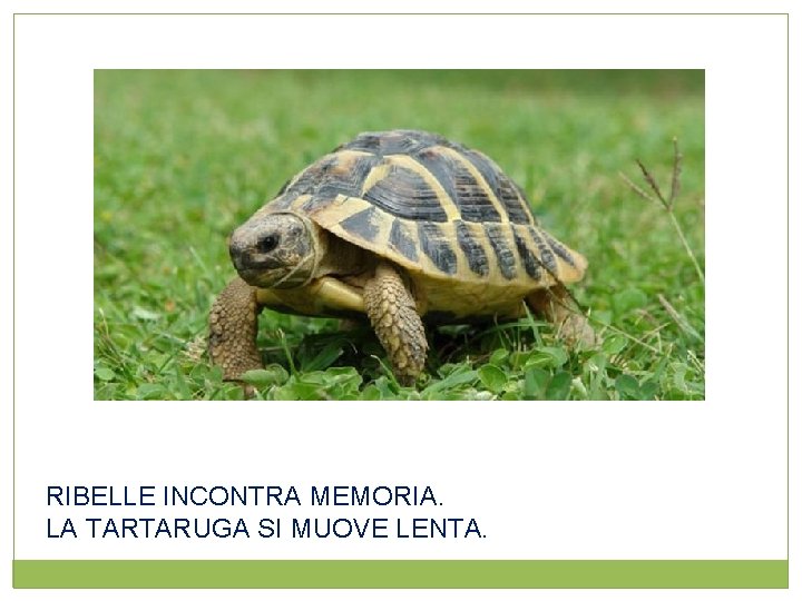 RIBELLE INCONTRA MEMORIA. LA TARTARUGA SI MUOVE LENTA. 