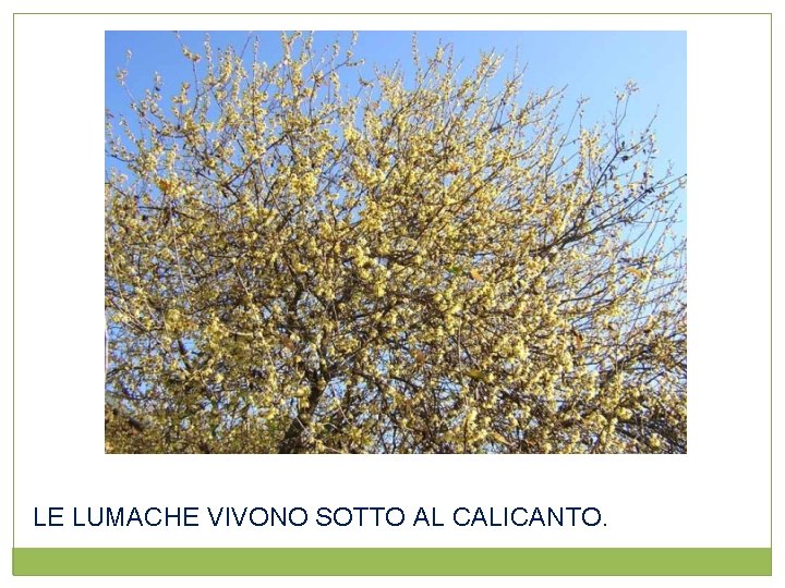 LE LUMACHE VIVONO SOTTO AL CALICANTO. 