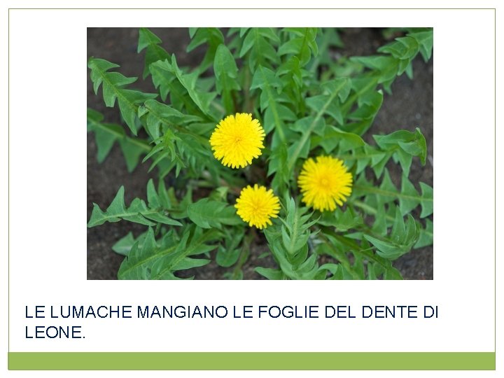 LE LUMACHE MANGIANO LE FOGLIE DEL DENTE DI LEONE. 
