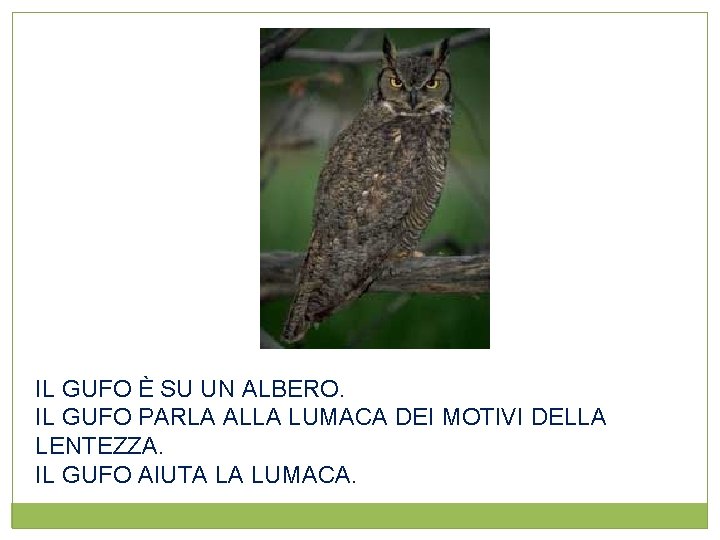 IL GUFO È SU UN ALBERO. IL GUFO PARLA ALLA LUMACA DEI MOTIVI DELLA