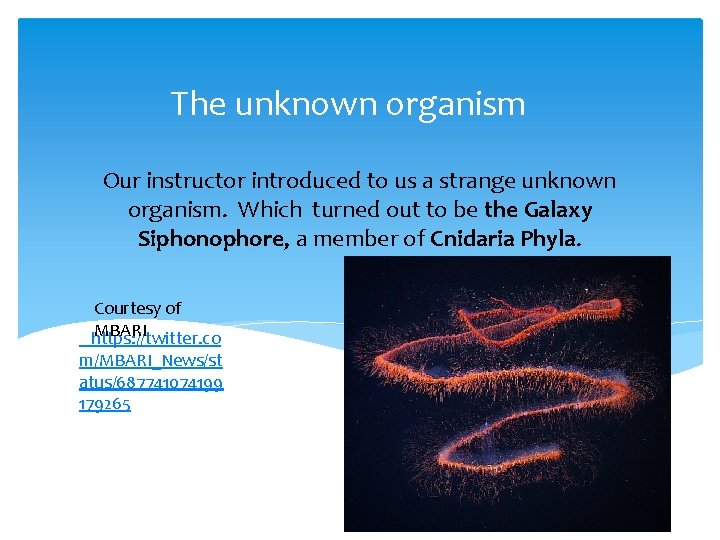 The unknown organism Our instructor introduced to us a strange unknown organism. Which turned