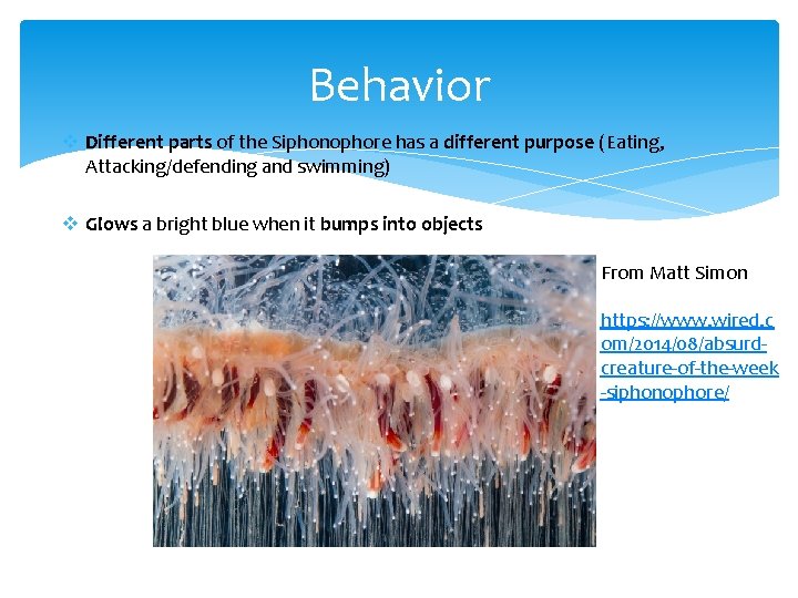 Behavior v Different parts of the Siphonophore has a different purpose (Eating, Attacking/defending and