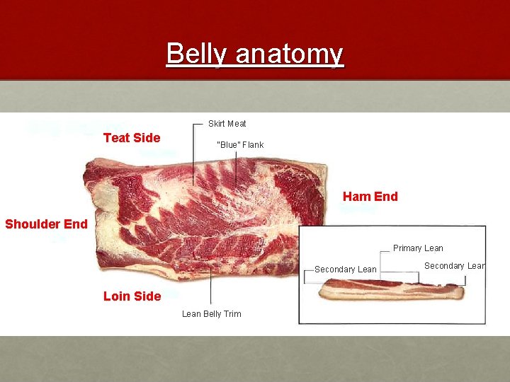 Belly anatomy Skirt Meat Teat Side “Blue” Flank Ham End Shoulder End Primary Lean