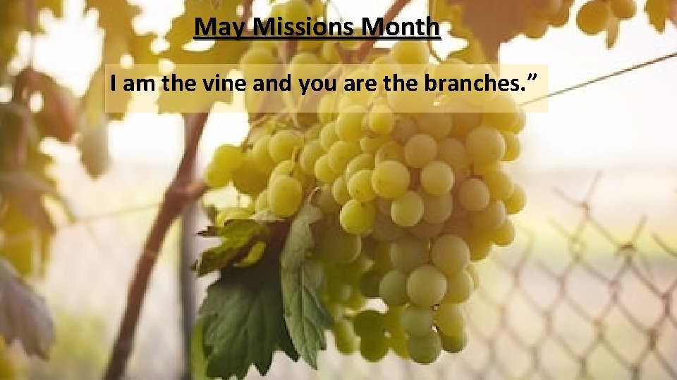 May Missions Month I am the vine and you are the branches. ” 