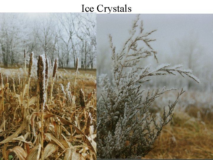 Ice Crystals Ice Crystals