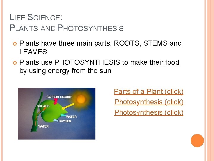 LIFE SCIENCE: PLANTS AND PHOTOSYNTHESIS Plants have three main parts: ROOTS, STEMS and LEAVES