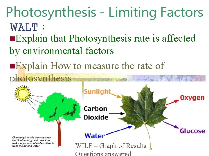 Photosynthesis - Limiting Factors WALT : n. Explain that Photosynthesis rate is affected by