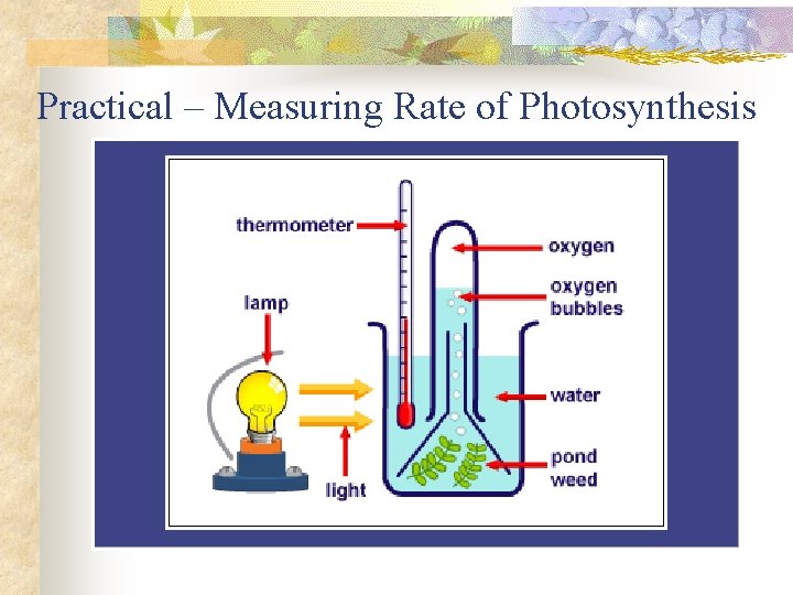 Practical – Measuring Rate of Photosynthesis 