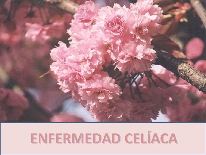 ENFERMEDAD CELÍACA ENFERMEDAD CELÍACA