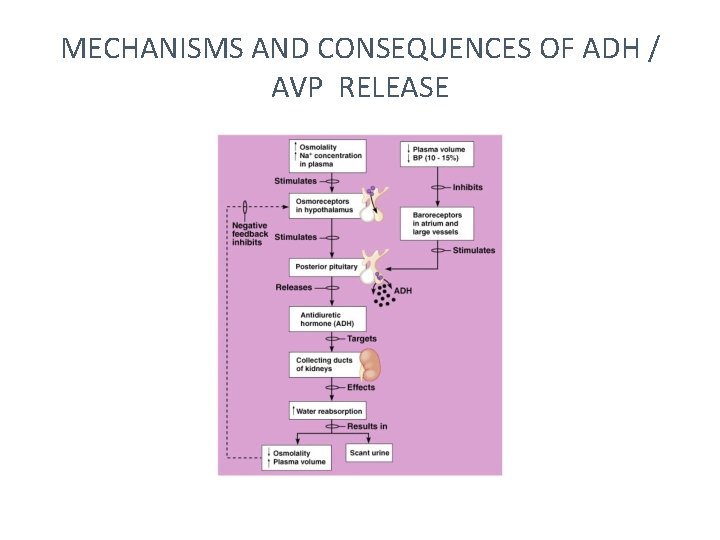 MECHANISMS AND CONSEQUENCES OF ADH / AVP RELEASE 