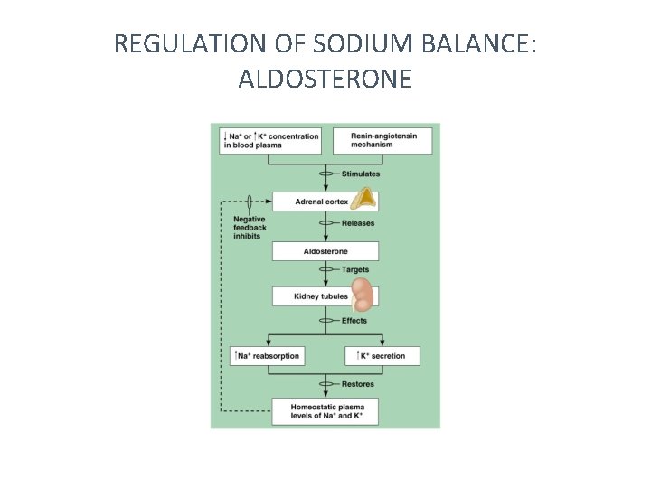 REGULATION OF SODIUM BALANCE: ALDOSTERONE 