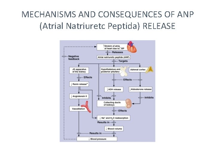 MECHANISMS AND CONSEQUENCES OF ANP (Atrial Natriuretc Peptida) RELEASE 