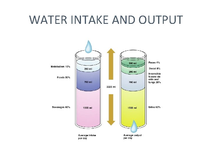 WATER INTAKE AND OUTPUT 