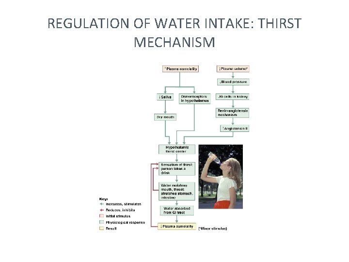 REGULATION OF WATER INTAKE: THIRST MECHANISM 