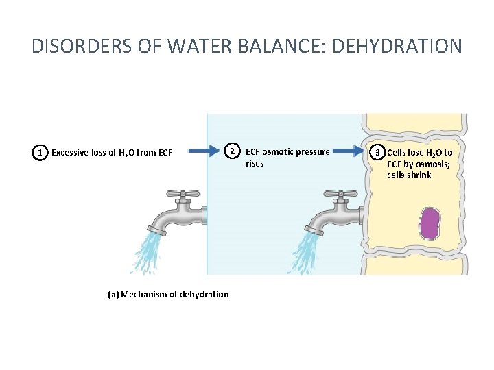 DISORDERS OF WATER BALANCE: DEHYDRATION 1 Excessive loss of H 2 O from ECF