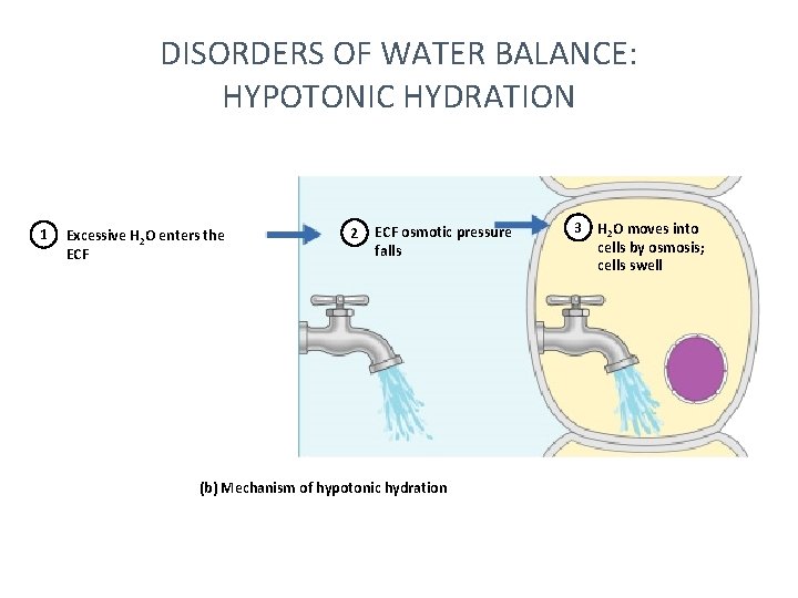 DISORDERS OF WATER BALANCE: HYPOTONIC HYDRATION 1 Excessive H 2 O enters the ECF