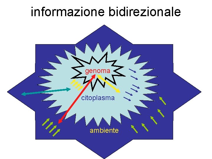 informazione bidirezionale genoma citoplasma ambiente 