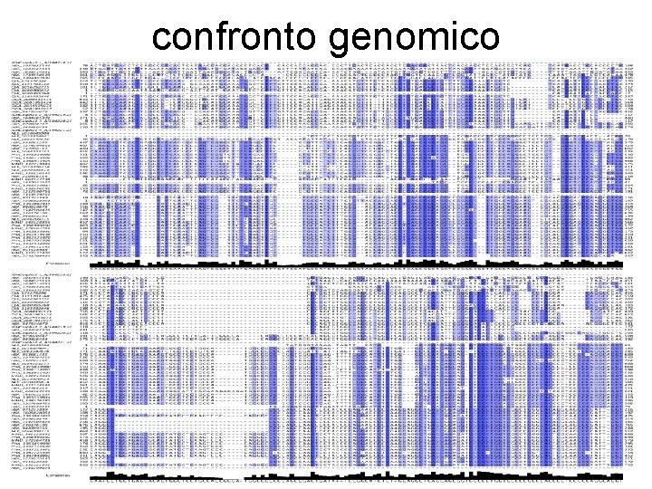 confronto genomico 