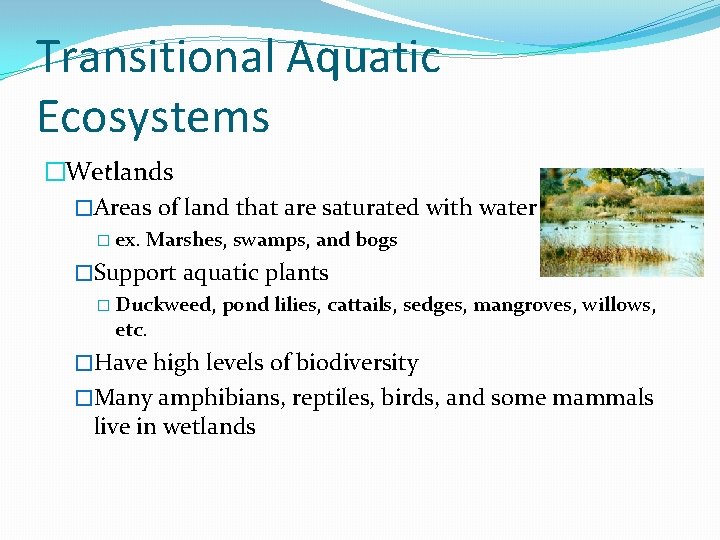 Transitional Aquatic Ecosystems �Wetlands �Areas of land that are saturated with water � ex.