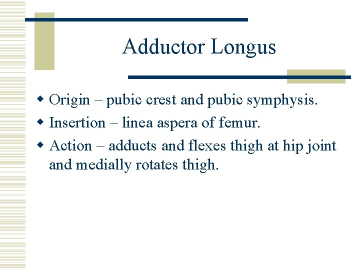 Adductor Longus w Origin – pubic crest and pubic symphysis. w Insertion – linea