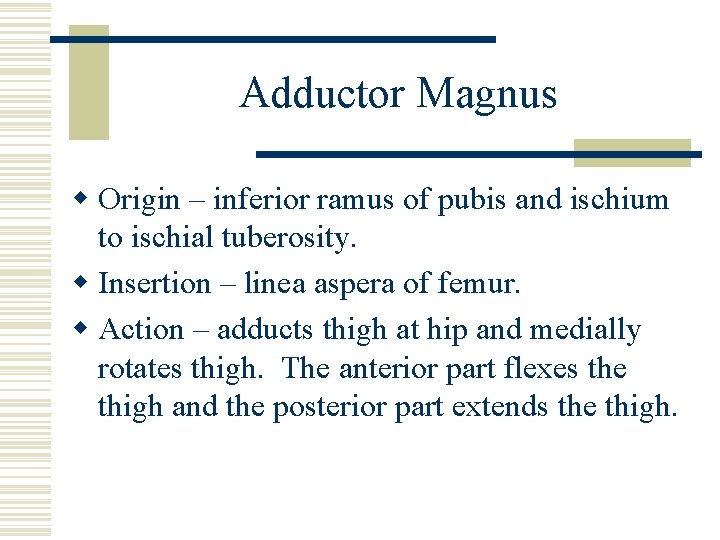 Adductor Magnus w Origin – inferior ramus of pubis and ischium to ischial tuberosity.