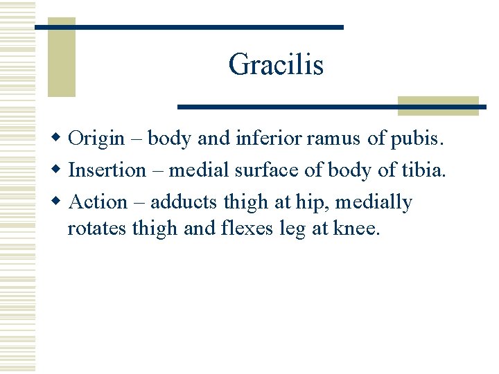 Gracilis w Origin – body and inferior ramus of pubis. w Insertion – medial