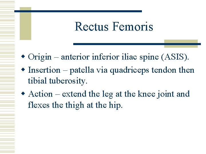 Rectus Femoris w Origin – anterior inferior iliac spine (ASIS). w Insertion – patella