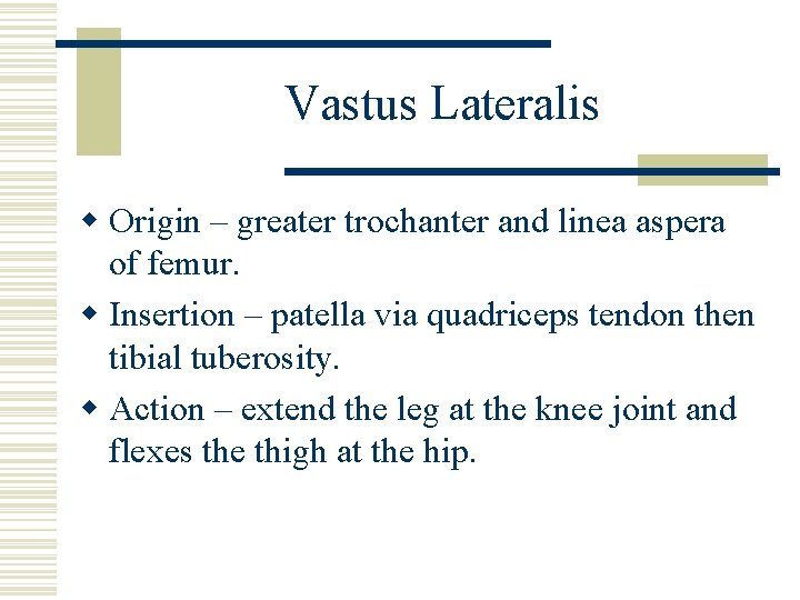 Vastus Lateralis w Origin – greater trochanter and linea aspera of femur. w Insertion