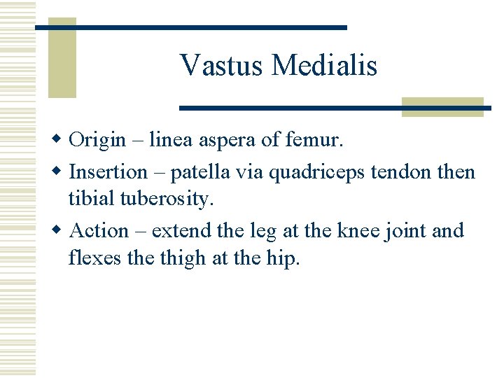 Vastus Medialis w Origin – linea aspera of femur. w Insertion – patella via