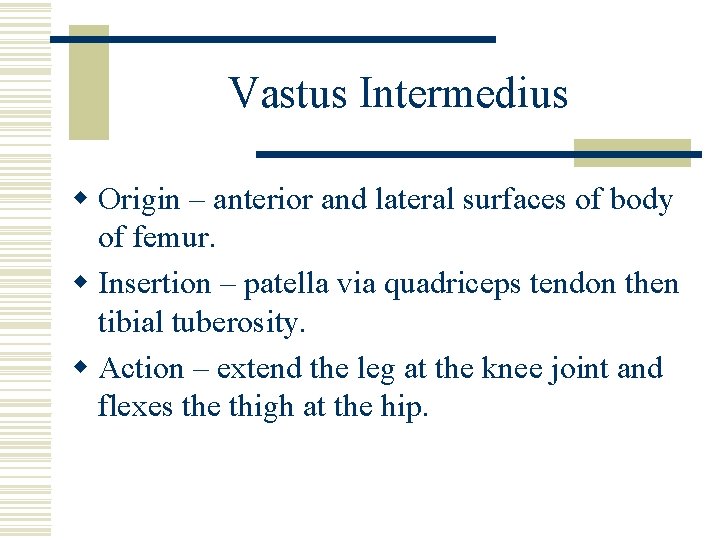 Vastus Intermedius w Origin – anterior and lateral surfaces of body of femur. w