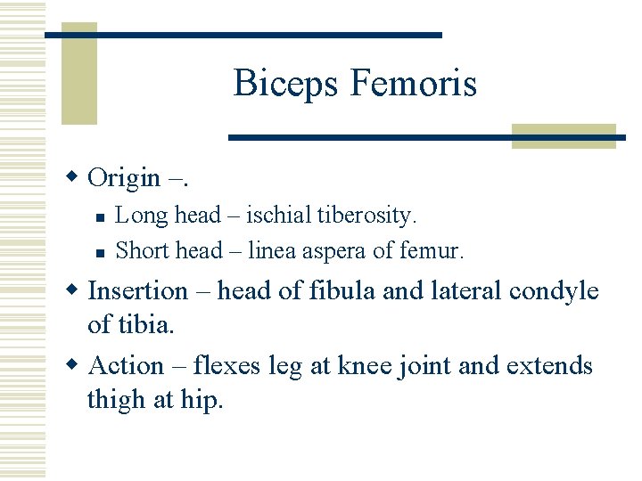 Biceps Femoris w Origin –. n n Long head – ischial tiberosity. Short head